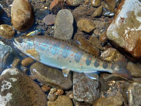 もののふ４５Ｓでアマゴ爆釣！